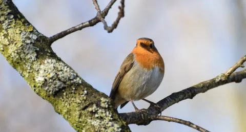 Perching Robin Redbreast Stock Photos