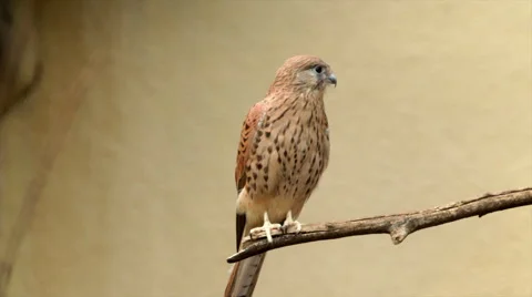 A perching rock or common kestrel, Falco tinnunculus, is scratching his face, Stock Footage 43718792