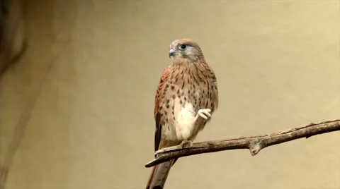 A perching rock or common kestrel, Falco tinnunculus, is scratching his face, Stock Footage 43720040