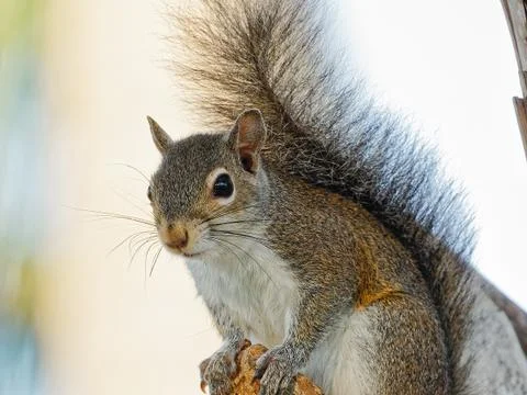 Perching Squirrel Stock Photos