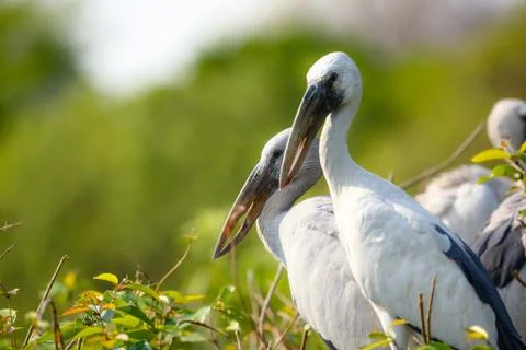Perching Storks Foto stock