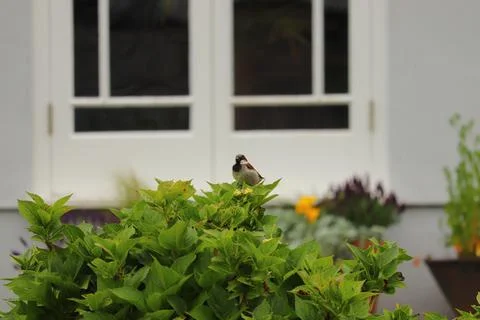 Perching on the tree observing the world Stock Photos