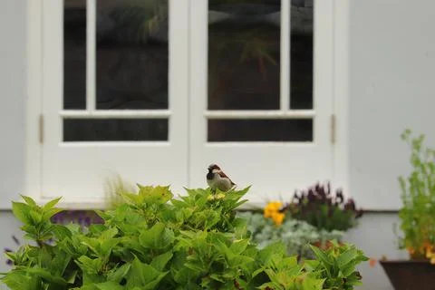 Perching on the tree observing the world Stock Photos