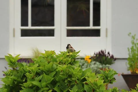 Perching on the tree observing the world Stock Photos