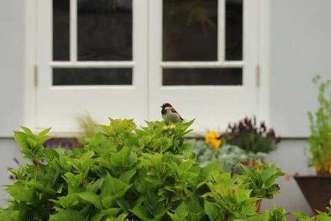 Perching on the tree observing the world Stock Photos
