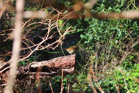 Perching on the tree observing the world Stock Photos