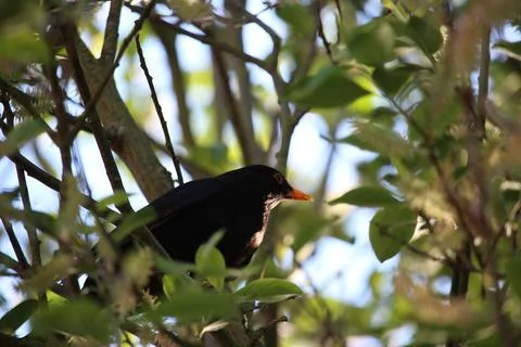 Perching on the tree observing the world Stock Photos