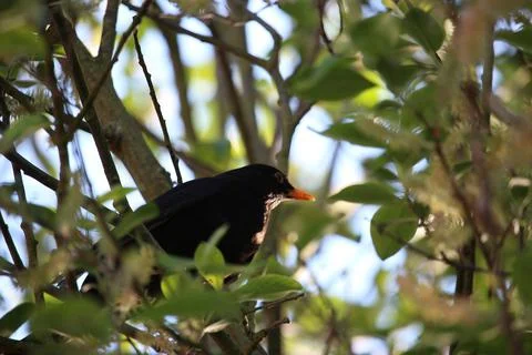Perching on the tree observing the world Stock Photos
