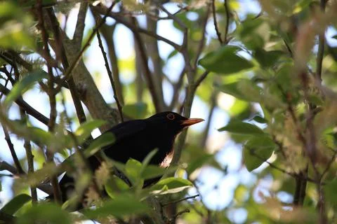 Perching on the tree observing the world Stock Photos