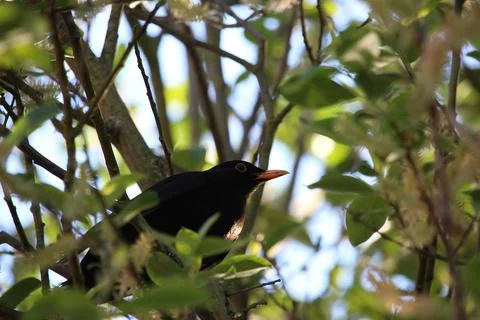 Perching on the tree observing the world Stock Photos