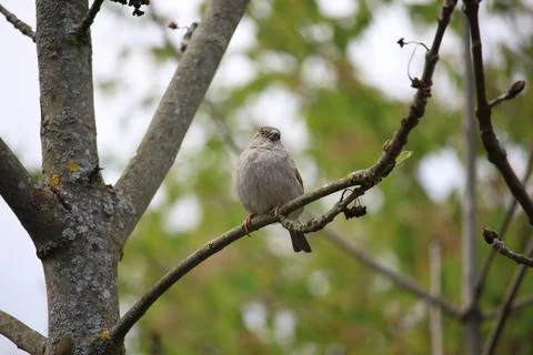 Perching on the tree observing the world Stock Photos