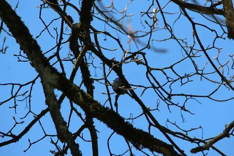 Perching on the tree observing the world Stock Photos