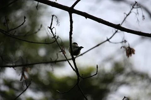 Perching on the tree observing the world Stock Photos