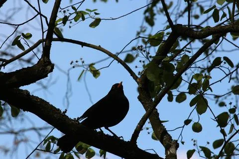 Perching on the tree observing the world Stock Photos