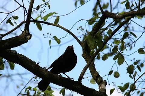 Perching on the tree observing the world Stock Photos