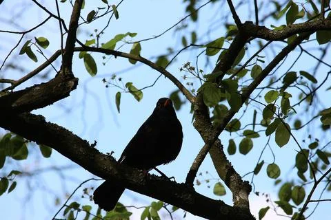 Perching on the tree observing the world Stock Photos