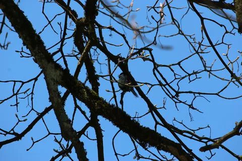 Perching on the tree observing the world Stock Photos