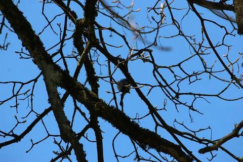 Perching on the tree observing the world Stock Photos