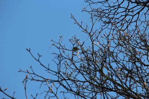 Perching on the tree observing the world Stock Photos