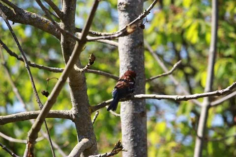 Perching on the tree observing the world Stock Photos