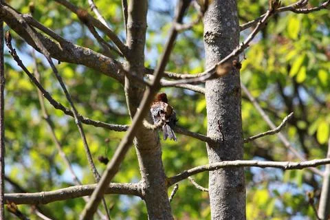 Perching on the tree observing the world Stock Photos