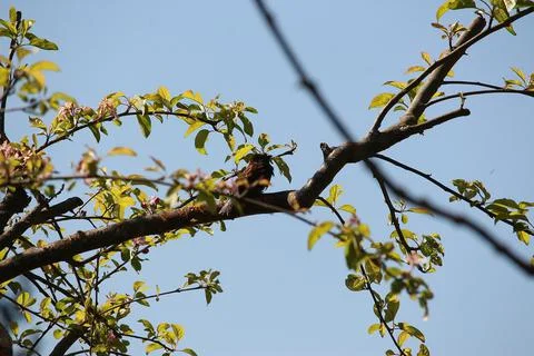 Perching on the tree observing the world Stock Photos