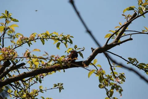 Perching on the tree observing the world Stock Photos
