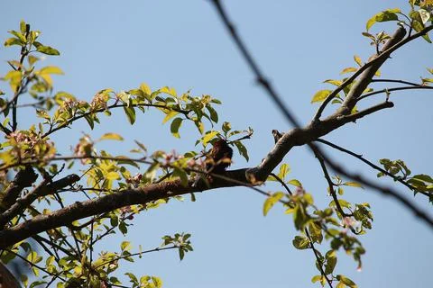 Perching on the tree observing the world Stock Photos