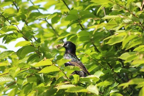 Perching on the tree observing the world Stock Photos