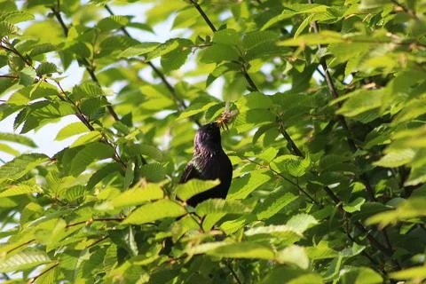 Perching on the tree observing the world Stock Photos