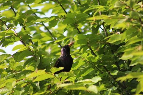 Perching on the tree observing the world Stock Photos