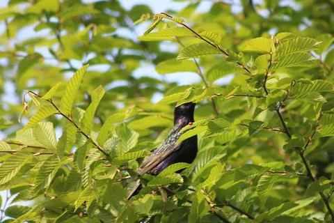 Perching on the tree observing the world Stock Photos