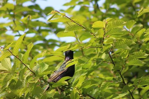 Perching on the tree observing the world Foto stock