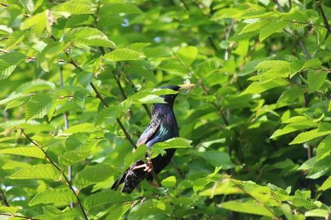 Perching on the tree observing the world Stock Photos