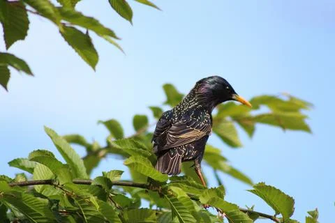 Perching on the tree observing the world Stock Photos