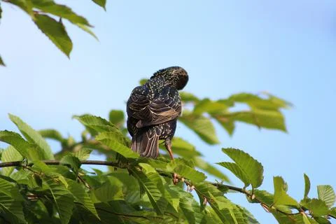 Perching on the tree observing the world 스톡 사진