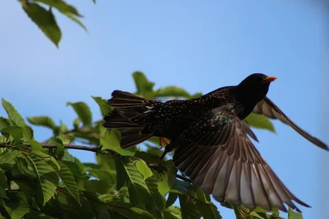 Perching on the tree observing the world Stock Photos