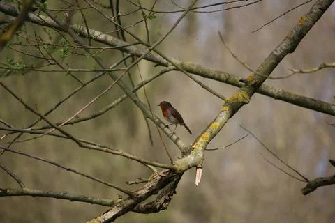 Perching on the tree observing the world Stock Photos