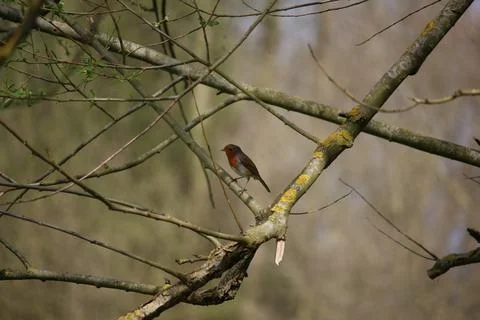 Perching on the tree observing the world Stock Photos