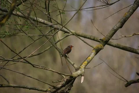 Perching on the tree observing the world Stock Photos