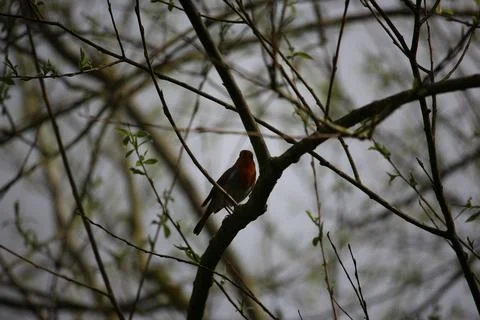 Perching on the tree observing the world Stock Photos