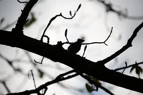 Perching on the tree observing the world Foto stock