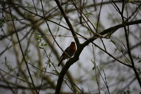 Perching on the tree observing the world Stock Photos