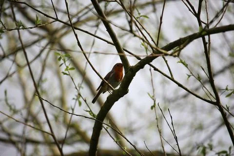 Perching on the tree observing the world Stock Photos