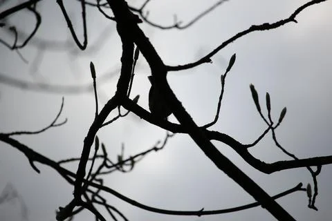Perching on the tree observing the world Stock Photos