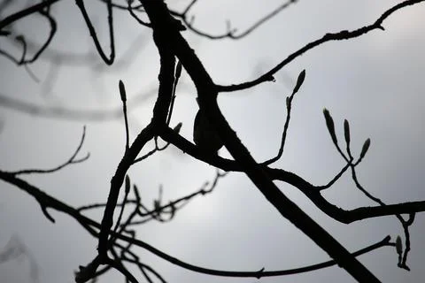Perching on the tree observing the world Stock Photos