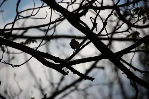 Perching on the tree observing the world Stock Photos