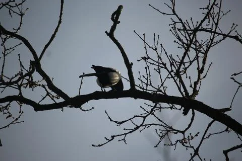 Perching on the tree observing the world Stock Photos