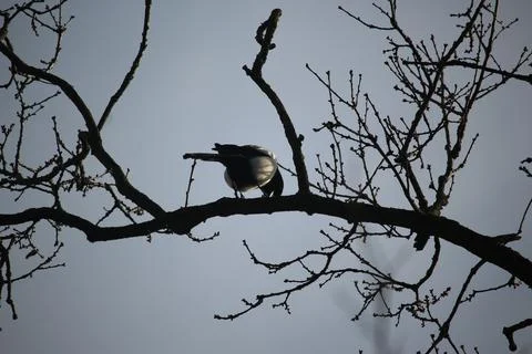Perching on the tree observing the world Stock Photos