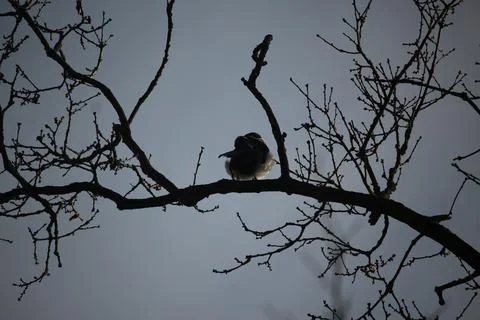 Perching on the tree observing the world Stock Photos